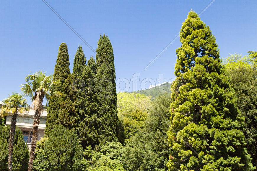 Palm trees and cypresses grow in the South and are pleasing to the eye beauty