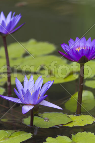 Water-lilies in a pond blossom in the different flowers on pleasure to people