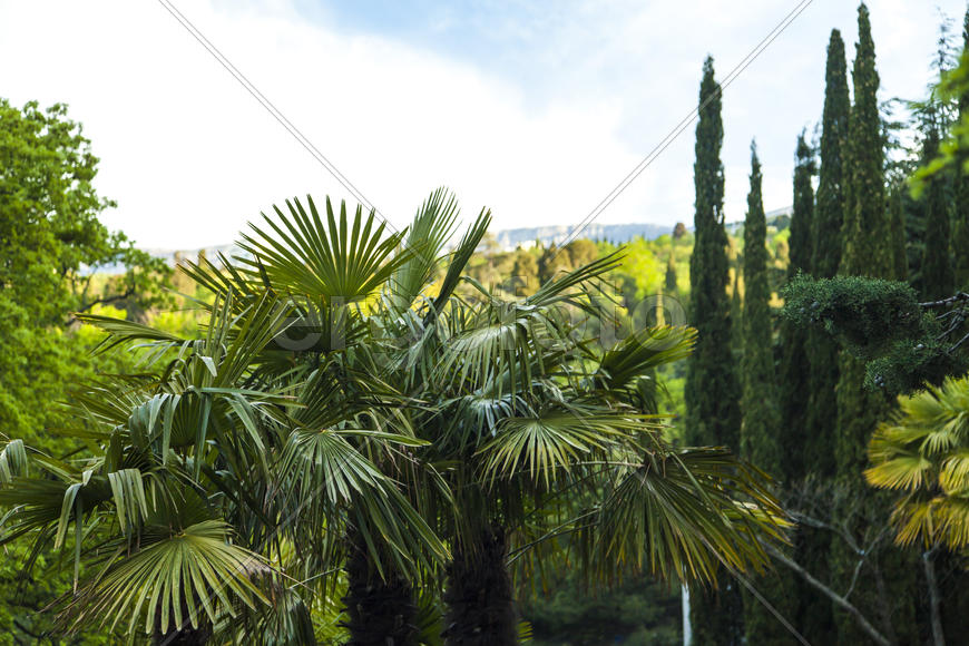 Palm trees grow in park on pleasure to people at the southern sea