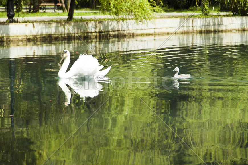 Swans in a pond float in search of food and rejoice to heat