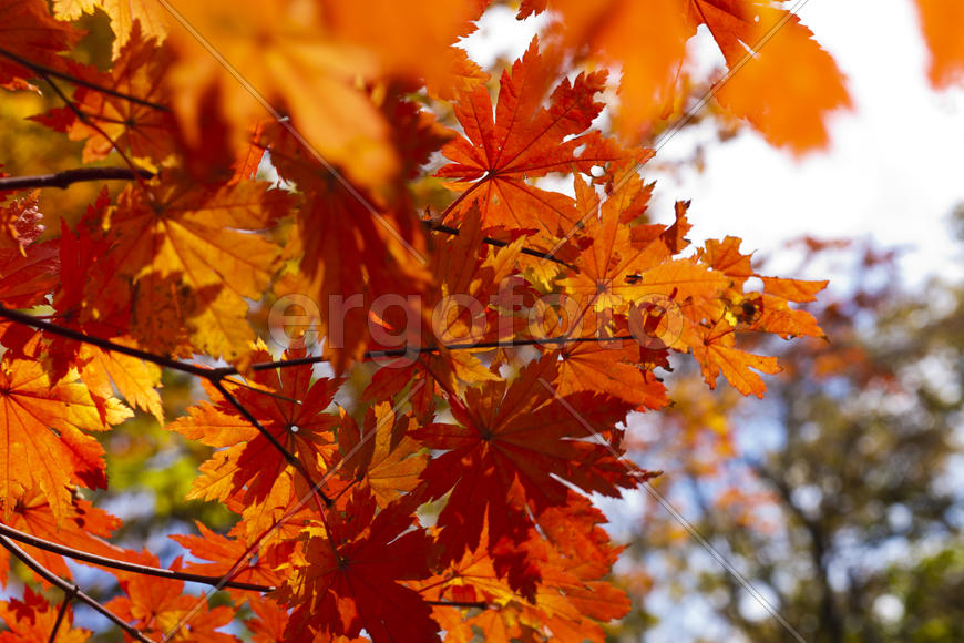 The autumn wood waiting for winter is pleasing to the eye rich paints