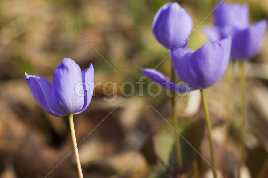 The first spring flowers are pleasing to the eye in the spring wood