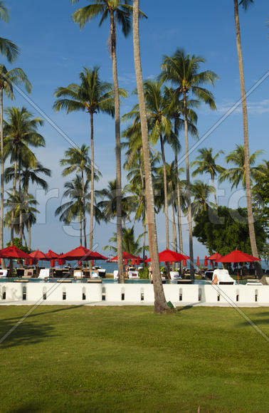 Palm trees at the pool it is very beautiful, but doesn't help from the sun