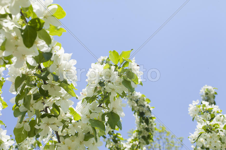 Beautiful spring flowers are pleasing to the eye beauty and tenderness