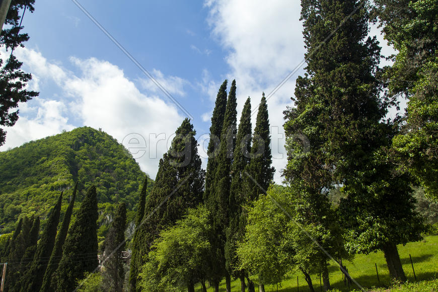 Palm trees and cypresses grow in the South and are pleasing to the eye beauty
