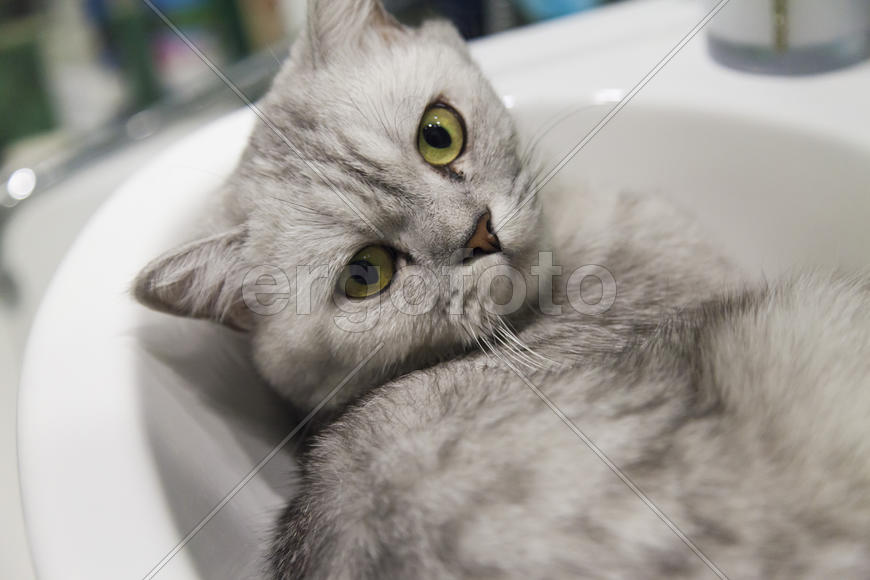 The gray cat in a sink lies and dreams of something