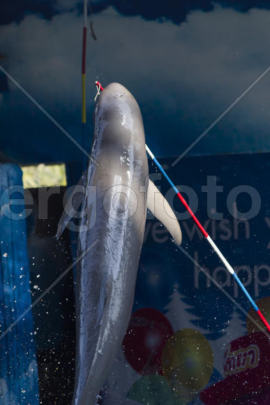Dolphins in a dolphinarium address the audience and are very happy
