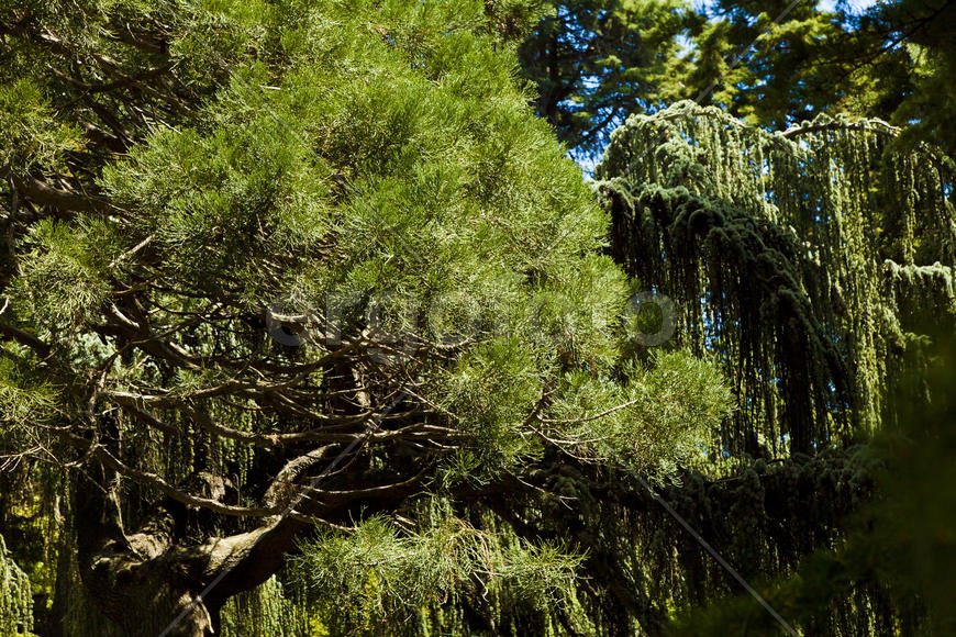 Palm trees and cypresses grow in the South and are pleasing to the eye beauty