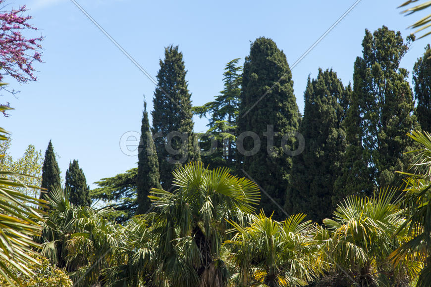Palm trees and cypresses grow in the South and are pleasing to the eye beauty