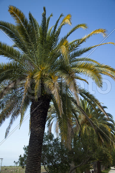 Palm trees grow in park on a bright sun of the South