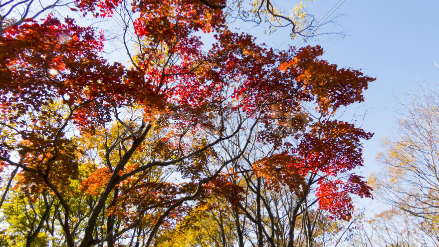 Autumn forest basking in the last warm autumn sunshine