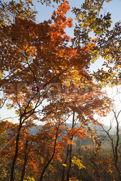 Autumn forest colorful stands in the last days of autumn