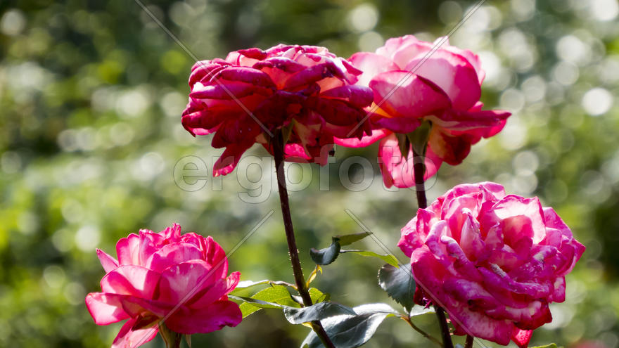 Autumn flowers grow in the joy of the people in the bright light of the sun