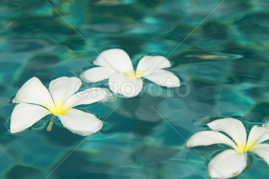 Beautiful tropical flowers swim in the pool with blue water