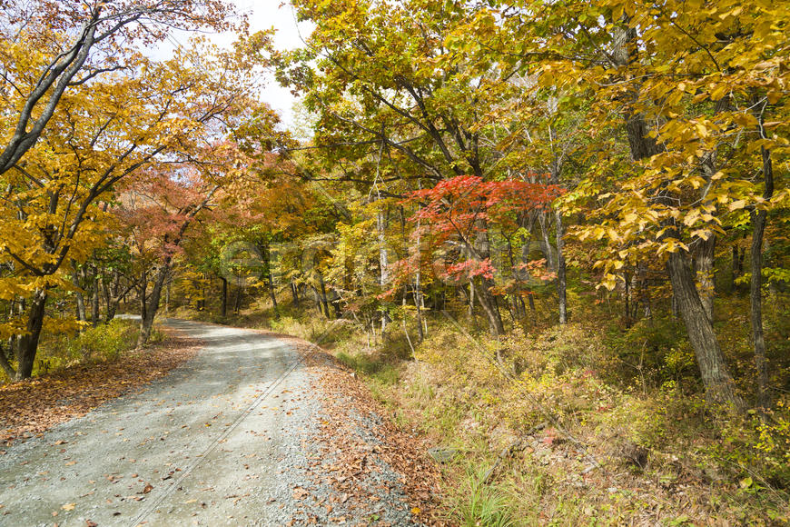 The autumn wood waiting for winter is pleasing to the eye rich paints
