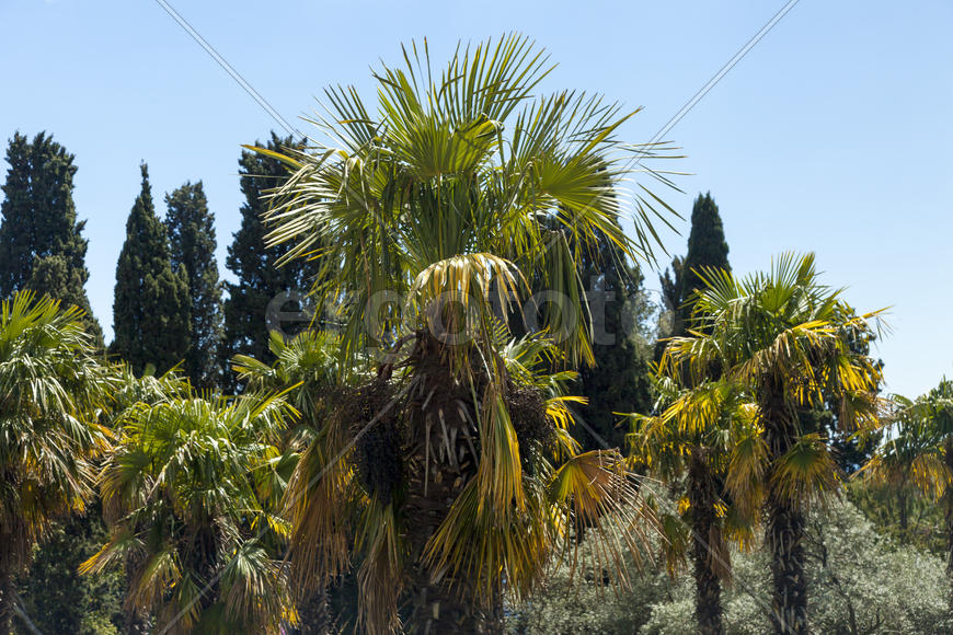 Palm trees and cypresses grow in the South and are pleasing to the eye beauty