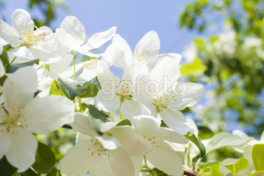 Beautiful spring flowers are pleasing to the eye beauty and tenderness