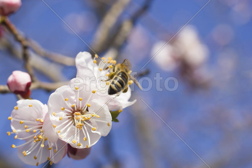 The bee on a fruit tree collects nectar and pollinates flowers