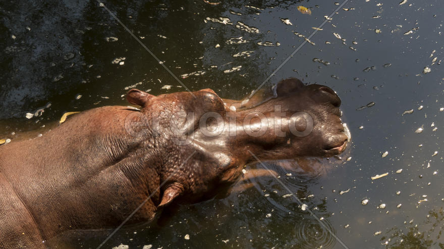 Бегемот в воде 