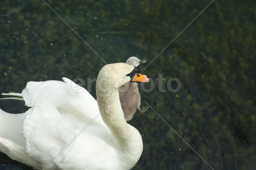 Swans in a pond float in search of food and pose for photographers
