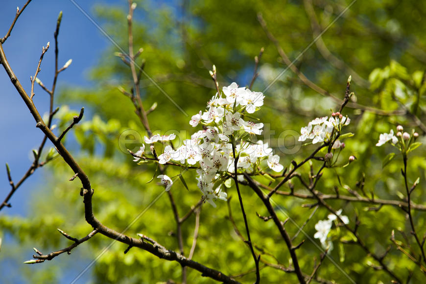 The blossoming apple-tree pleases people in the flowers and future apples