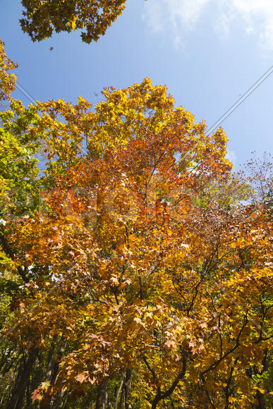 The autumn wood waiting for winter is pleasing to the eye rich paints