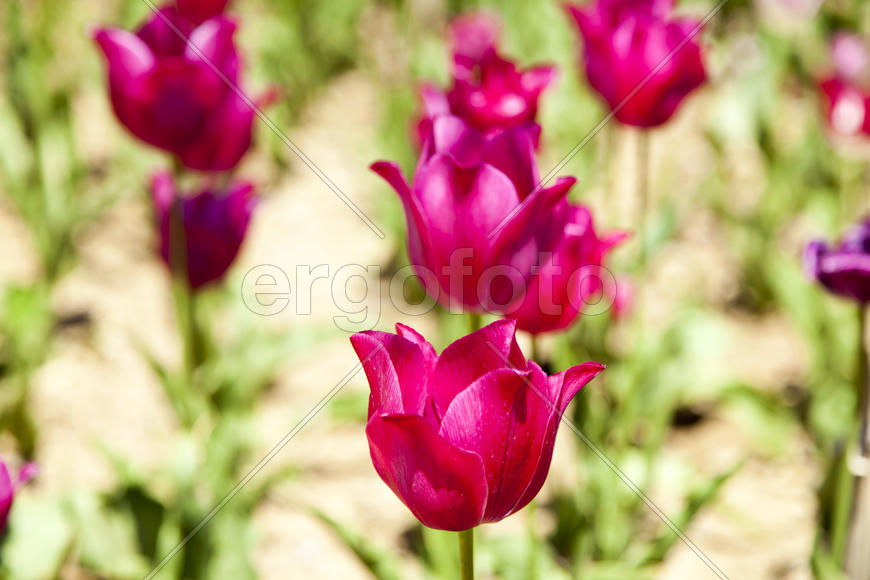 The sea of tulips under a bright sun pleases people