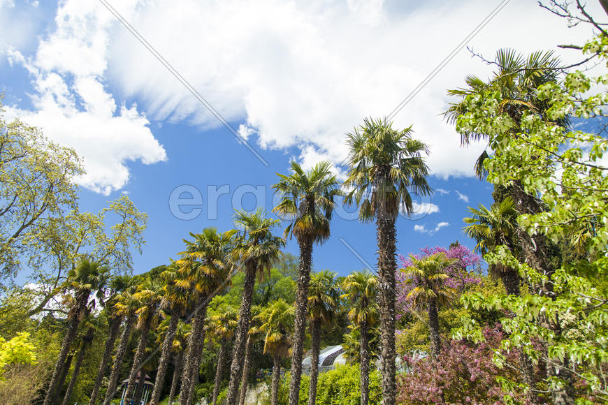 Palm trees and cypresses grow in the South and are pleasing to the eye beauty