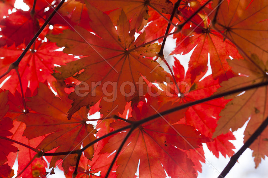 The autumn wood waiting for winter is pleasing to the eye rich paints