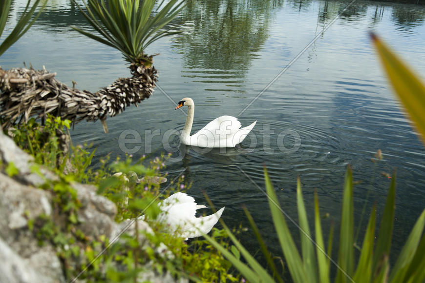 Swans in a pond float in search of food and pose for photographers