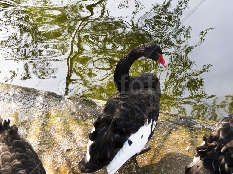 Swans in a pond go about the own business and don't pay attention on anything