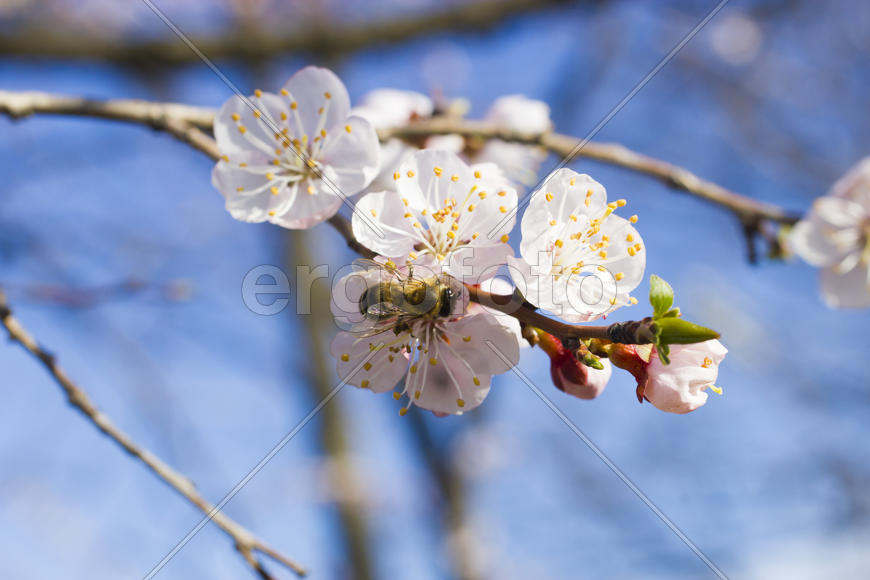 The bee on a fruit tree collects nectar and pollinates flowers