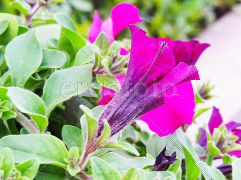 Spring flowers in green park early in the morning                               