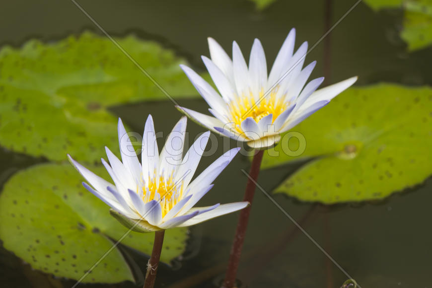 Water-lilies in a pond blossom in the different flowers on pleasure to people