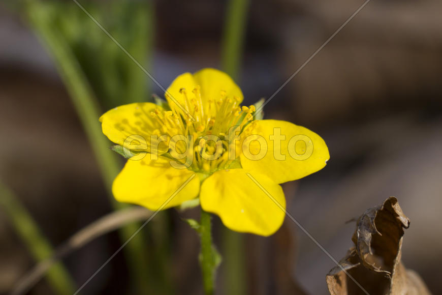 The first spring flowers are pleasing to the eye in the spring wood