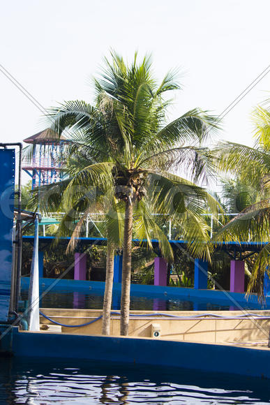 Palm trees over the pool don't close the pool from the sun at all, but it is beautiful