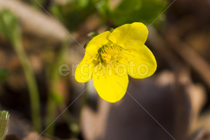 The first spring flowers are pleasing to the eye in the spring wood