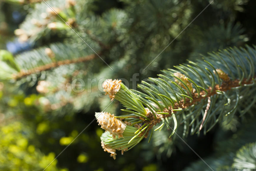 Young escapes on a fir-tree were dismissed under the bright spring sun