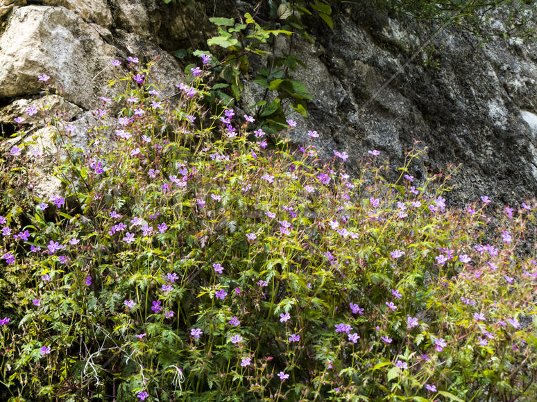 Spring flowers blossom on pleasure to people in the spring