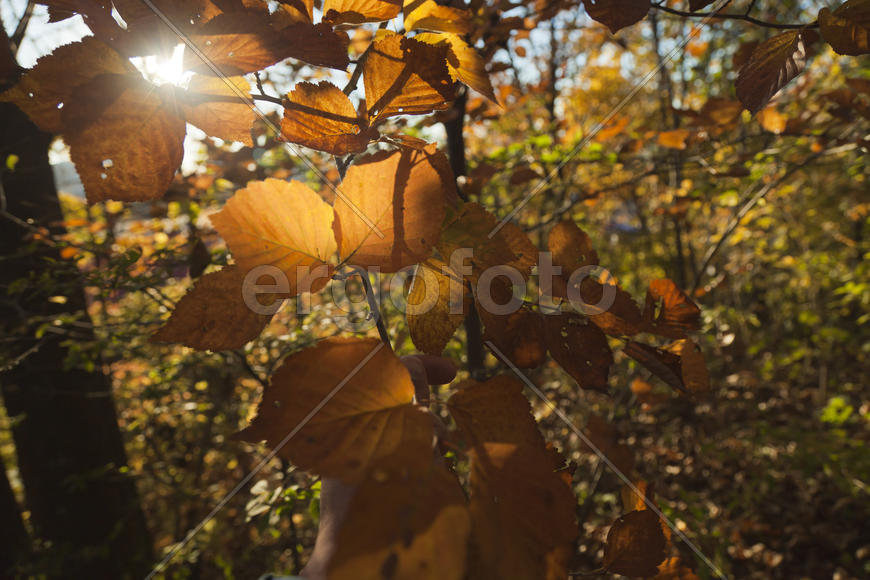 Autumn forest colorful stands in the last days of autumn