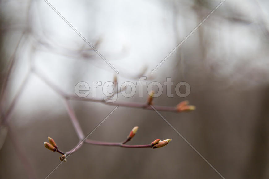 Young leaves on trees appear from kidneys in the spring