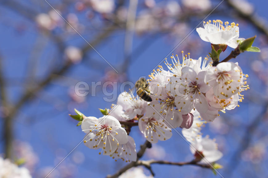 The bee on a fruit tree collects nectar and pollinates flowers