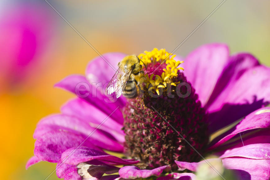 Bee on flower collects nectar bright sunny day