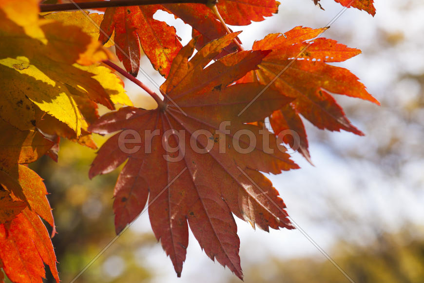 The autumn wood waiting for winter is pleasing to the eye rich paints