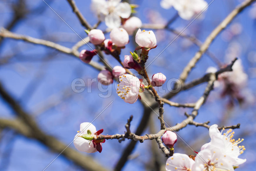 Flowers on a fruit tree are pleasing to the eye and give hope for a big harvest