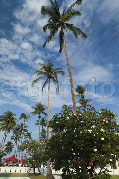 Palm trees at the pool it is very beautiful, but doesn't help from the sun