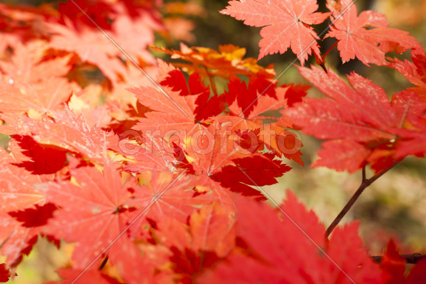 The autumn wood waiting for winter is pleasing to the eye rich paints