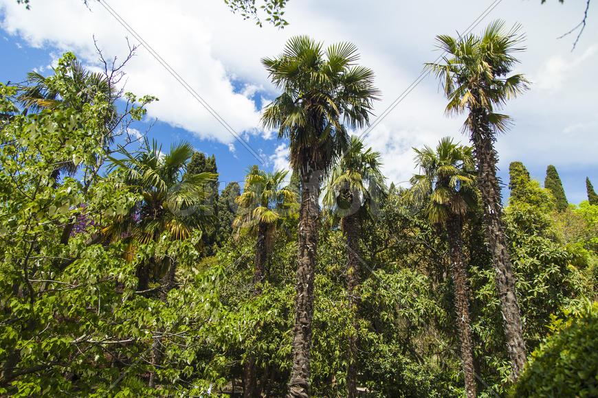 Palm trees and cypresses grow in the South and are pleasing to the eye beauty