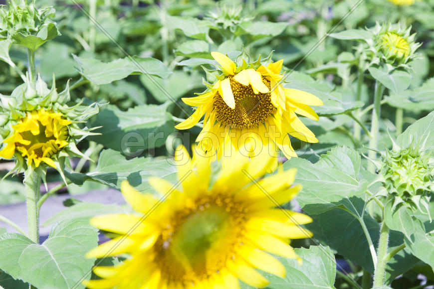 Sunflowers in the field attentively watch the sun and turn behind it