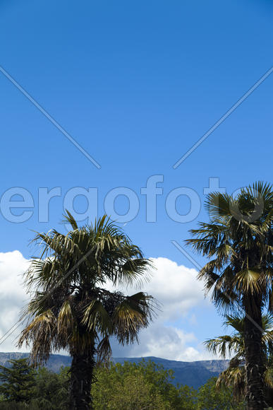 Palm trees and cypresses grow in the South and are pleasing to the eye beauty